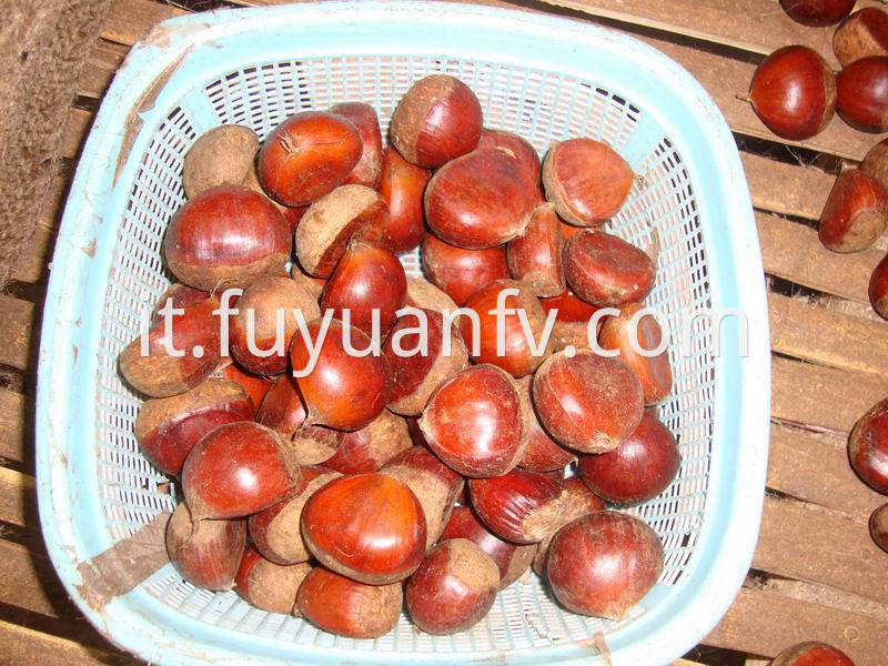 brown color chestnut